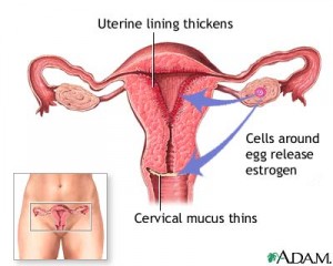 Ovulation Cycle